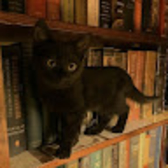 addiesanders484